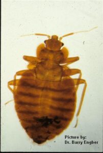 Bed-Bug1